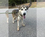 ALASKA - Male Siberian Husky Dog for Adoption - Small photo