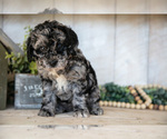 Small Photo #24 Miniature Labradoodle Puppy For Sale in SUGARCREEK, OH, USA