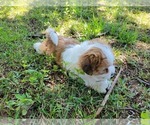 Small #1 Zuchon