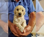 Small Photo #4 Poodle (Standard) Puppy For Sale in MONROE, NC, USA