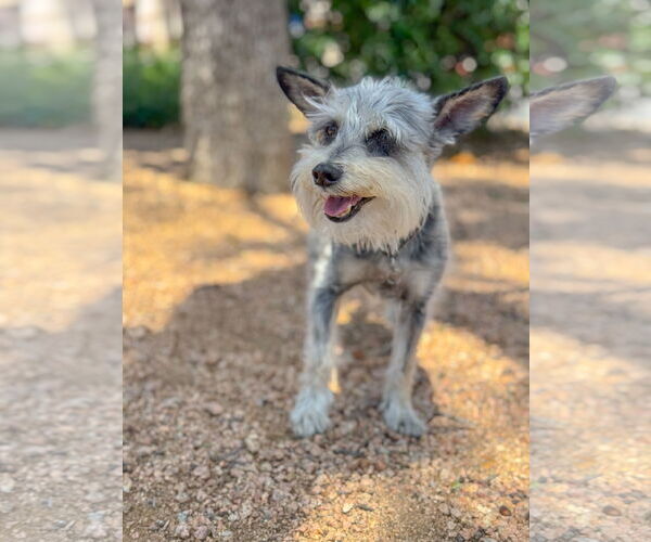 Medium Photo #4 Mutt Puppy For Sale in PIPE CREEK, TX, USA