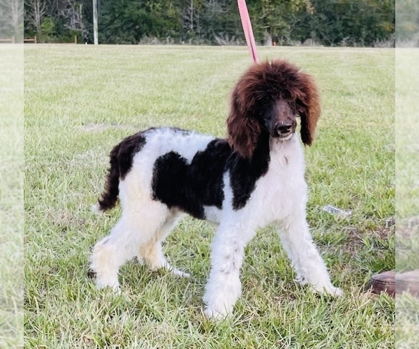 Medium Photo #2 Poodle (Standard) Puppy For Sale in GROVETON, TX, USA