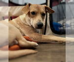 Small #3 Mutt