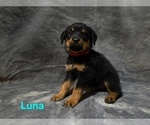 Small #3 Rottweiler