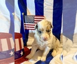 Puppy Opal Australian Shepherd