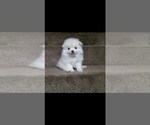 Small Photo #1 Pomeranian Puppy For Sale in PALMDALE, CA, USA