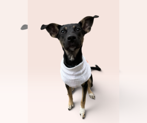Mutt Dogs for adoption in Rockville, MD, USA