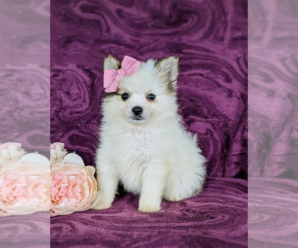 Medium Photo #2 Pomeranian Puppy For Sale in OXFORD, PA, USA