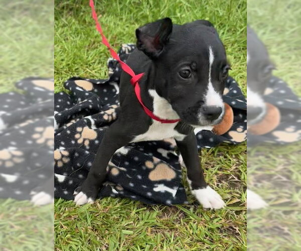 Medium Photo #3 Labrador Retriever-Unknown Mix Puppy For Sale in Tarrytown, GA, USA