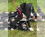 Small #2 Labrador Retriever Mix