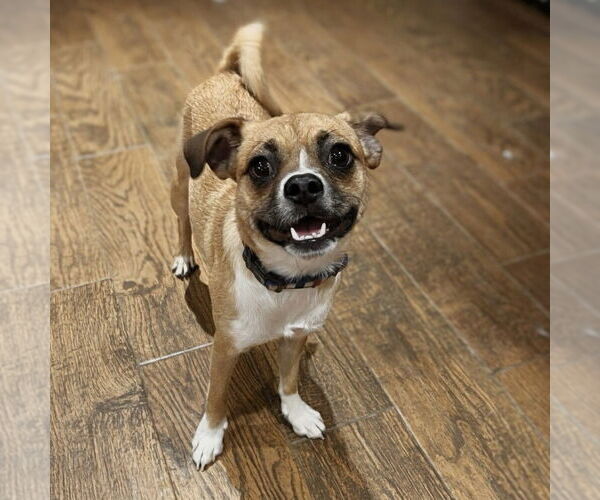Medium Photo #2 Mutt Puppy For Sale in Vail, AZ, USA