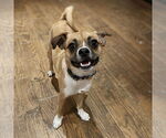 Small #1 Mutt