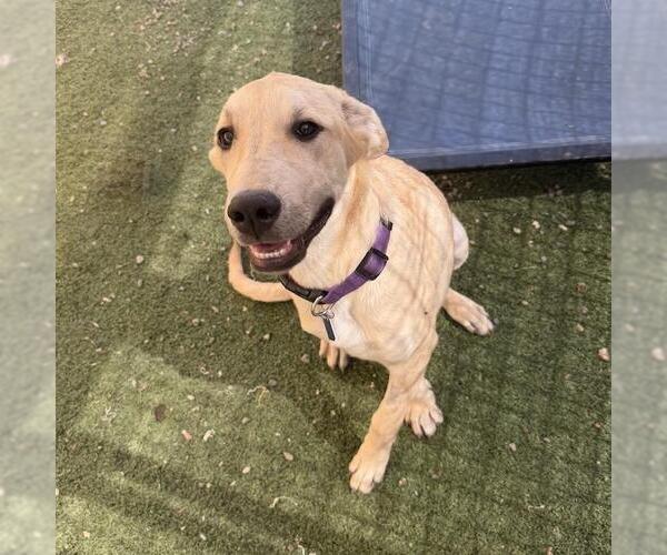 Medium Photo #2 Labrador Retriever-Unknown Mix Puppy For Sale in San Diego, CA, USA