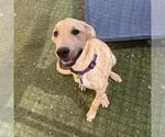 Small #1 Labrador Retriever Mix