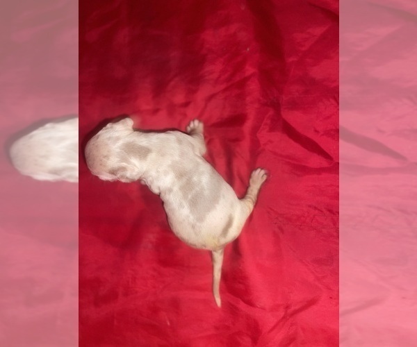 Medium Photo #5 American Bully Puppy For Sale in TRENTON, NJ, USA