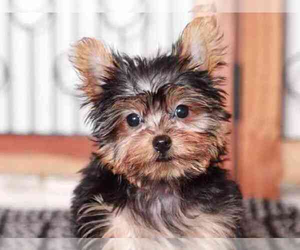 Medium Photo #3 Yorkshire Terrier Puppy For Sale in NAPLES, FL, USA