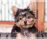 Small Photo #3 Yorkshire Terrier Puppy For Sale in NAPLES, FL, USA