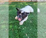 Small #1 French Bulldog