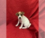 Small Photo #2 Jack Russell Terrier Puppy For Sale in MANSFIELD, TX, USA