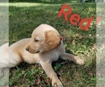 Puppy Red  AKC Golden Retriever