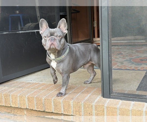 Medium Photo #1 French Bulldog Puppy For Sale in MACON, GA, USA
