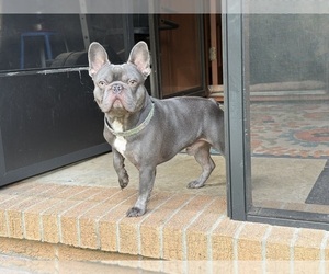Father of the French Bulldog puppies born on 04/22/2026