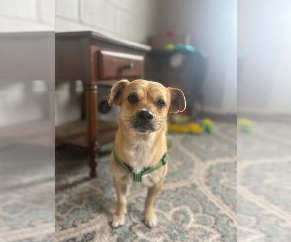 Medium Photo #4 Mutt Puppy For Sale in San Leon, TX, USA