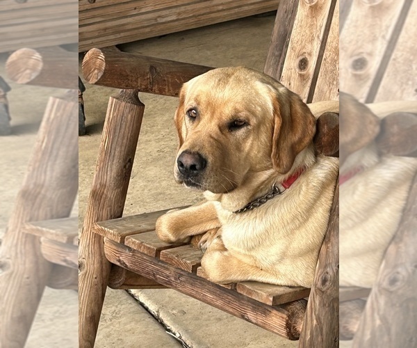 Medium Photo #1 Labrador Retriever Puppy For Sale in TENMILE, OR, USA