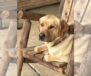 Father of the Labrador Retriever puppies born on 09/07/2025