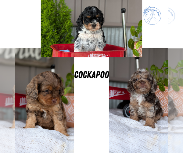 Medium Photo #13 Cockapoo (Miniature) Puppy For Sale in GOSHEN, IN, USA