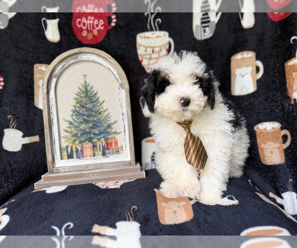 Medium Photo #3 YorkiePoo Puppy For Sale in LAKELAND, FL, USA