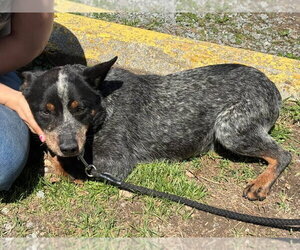 Mutt Dogs for adoption in Rustburg, VA, USA