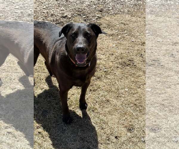 Medium Photo #2 Mutt Puppy For Sale in Diamondville, WY, USA