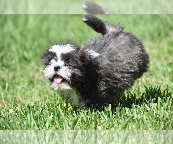 Medium Photo #6 Shih Tzu Puppy For Sale in PALM COAST, FL, USA