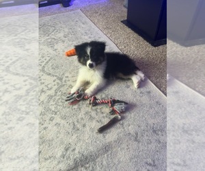 Australian Shepherd Puppy for sale in LOUISVILLE, KY, USA