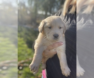 Golden Retriever Puppy for sale in ADCO, WA, USA