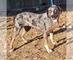 Small #5 Catahoula Leopard Dog Mix