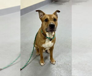 Mutt Dogs for adoption in Louisville, KY, USA
