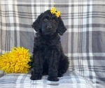 Small Photo #4 Goldendoodle Puppy For Sale in LAKELAND, FL, USA