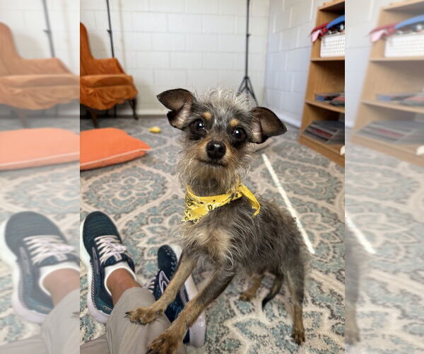 Medium Photo #4 Mutt Puppy For Sale in San Leon, TX, USA