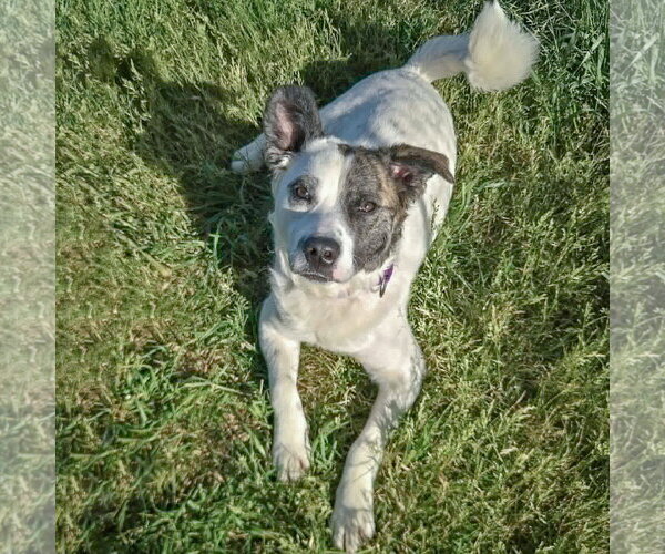 Medium Photo #9 American Staffordshire Terrier-Border Collie Mix Puppy For Sale in Huntley, IL, USA