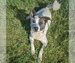 Small #8 American Staffordshire Terrier-Border Collie Mix
