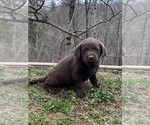 Small #2 Labrador Retriever