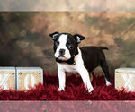 Small Photo #5 Boston Terrier Puppy For Sale in WARSAW, IN, USA