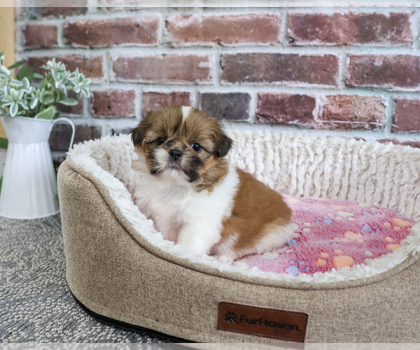 Medium Photo #3 Shih Tzu Puppy For Sale in SYRACUSE, IN, USA