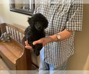 Poodle (Toy) Puppy for sale in SAINT CLOUD, MN, USA