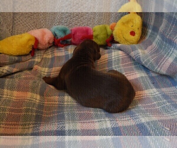 Medium Photo #8 Great Dane Puppy For Sale in SPRAGGS, PA, USA