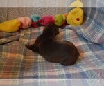 Small Photo #8 Great Dane Puppy For Sale in SPRAGGS, PA, USA