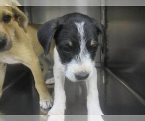 Mutt Dogs for adoption in Oklahoma City, OK, USA