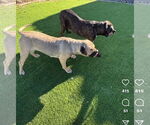 Small #7 Mastiff